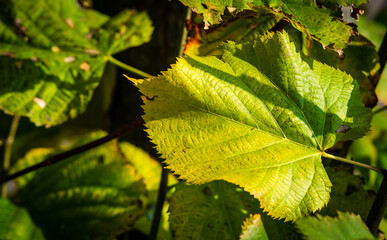 autumn in Europe, colours like during an Indian summer, with leafs of stunning trees as background, wallpaper and greeting card. 