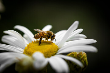 Macro of bee on a daisy