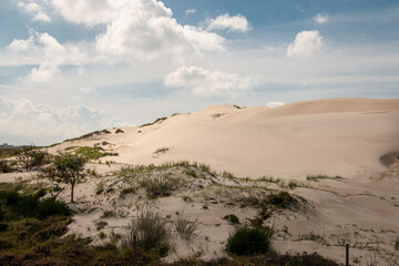 Fototapeta na wymiar Dunes area called the 'schoorlse duinen' in the dune area of the province of North Holland, the Netherlands