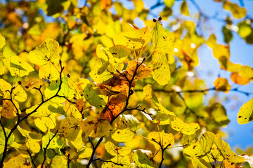 autumn in Europe, colours like during an Indian summer, with leafs of stunning trees as background, wallpaper and greeting card. 