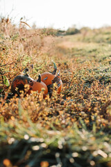 pumpkins off the side of a tractor path 