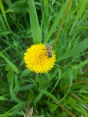 bee on dandelion