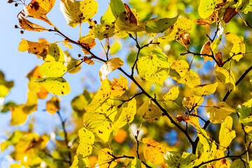 autumn in Europe, colours like during an Indian summer, with leafs of stunning trees as background, wallpaper and greeting card. 