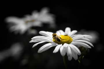 Fototapeta premium Macro of bee on a daisy