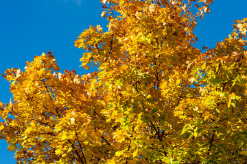 autumn in Europe, colours like during an Indian summer, with leafs of stunning trees as background, wallpaper and greeting card. 