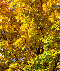 autumn in Europe, colours like during an Indian summer, with leafs of stunning trees as background, wallpaper and greeting card. 