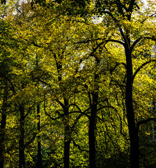 autumn in Europe, colours like during an Indian summer, with leafs of stunning trees as background, wallpaper and greeting card. 
