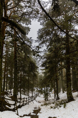 Bosque de pinos nevado y con niebla