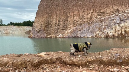 atlantic puffin or common puffin