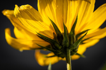  Macro of dead yellow flower