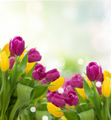 yellow and violet tulips