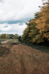 Obraz premium tree in a field