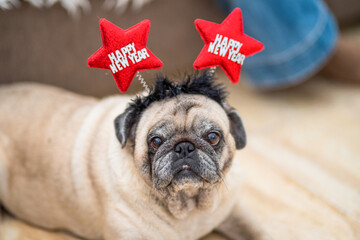 one cute and pretty pug or pet at home wearing a headband with ears they say happy new year - happy...