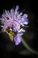  Macro of bee on purple flower
