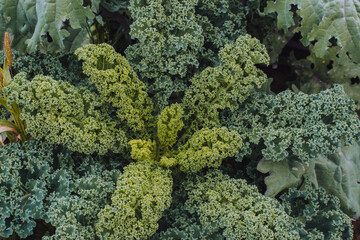 kale growing