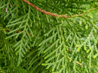 A close up of green pine leaves