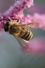 bee on pink flower, flowers, been , pink rose with water droplets, pink rose, rose, flovers, flover, garden, nature, water, design, rose with water