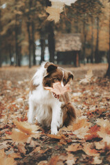 border collie dog autumn