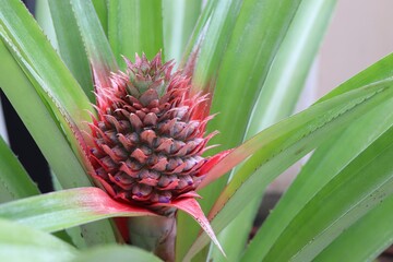 beautiful pineapple fruit on the tree