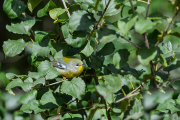 Northern Parula Warbler Foraging in Fall