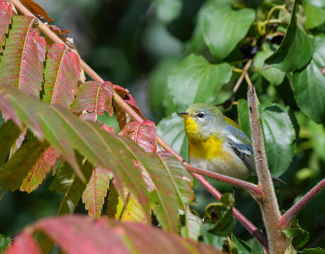Northern Parula Warbler Foraging in Fall