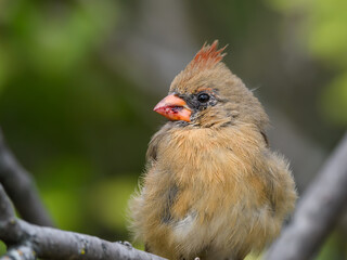 Female Northern Cardinal Closeup Portrait