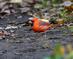 Male Northern Cardinal Foraging on the Ground