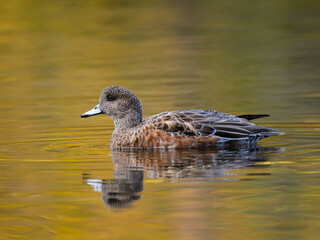 Female American Wigeon Swimming in Dark Yellow Green Water in Fall