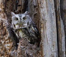 Eastern Screech Owl with Open Eyes Sitting in a Tree Hole 