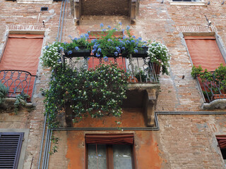 Fototapeta na wymiar Ferrara, Italy. Street of the ancient Jewish ghetto. Detail of a balcony with Plumbago flowers.