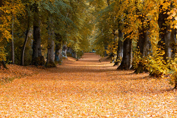 autumn trees in the Hillsborough castle park Hillsborough county Down Northern Ireland United Kingdom