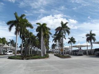 Fototapeta na wymiar Palm trees at Miami airport Palmen am Flughafen von Miami, Florida, USA