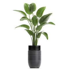 Obraz na płótnie Canvas tropical plants Strelitzia in a pot on a white background