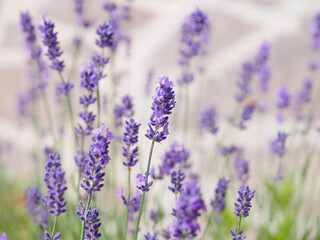 Summer, blooming lavender.