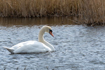 swan on the water