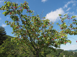 Fototapeta na wymiar Apennines, Italy. Cherry tree with many fruits on the branches.