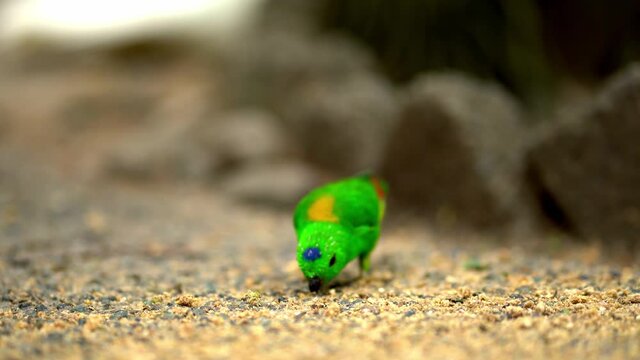 Very small and cute bright green parrot loriculus galgulus or blue crowned parrot, biting food.