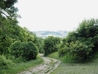 Bolognese Apennines, Italy. Path in the woods.