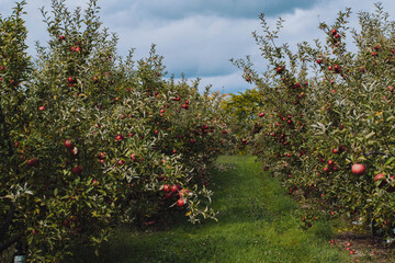 empire apples growing