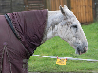 A horse stands with a wet weather coat.Its head is soaked and streaked from heavy rain .It has a...