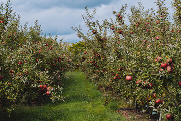 empire apples growing