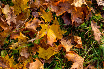 autumn leaves on the ground