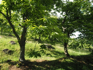 Chestnut wood of the Bolognese Apennines, Emilia Romagna, Italy