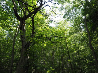 Dense forest in the Emilian Apennines, in Italy.