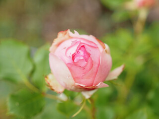 Flowering in May. Orange rose.