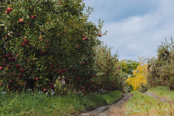 Fototapeta na wymiar empire apples growing