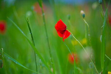 Obraz premium Blooming poppy field. Red poppy flower close up