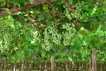 Bunch of grapes