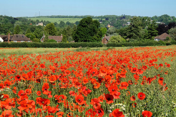 Red common field poppies flowering in the early summer.