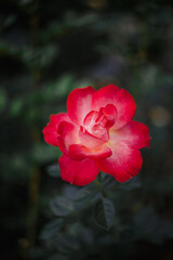 red rose on shallow dark green background